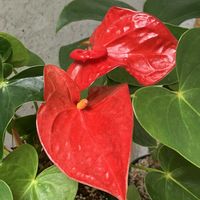 アンスリウム,多肉植物,塊根植物,コーデックス,花のある暮らしの画像