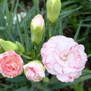 カーネーション♡,ピンクのカーネーションの画像