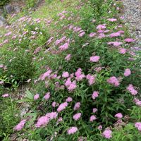 シモツケ ,シモツケ ,ハクサンオミナエシ,ハクサンオミナエシ(白山女郎花),山野草の画像