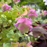 オレガノ ケントビューティー,庭の花,千葉県,私のお庭,千葉県北西部の画像