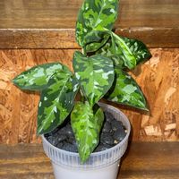 アグラオネマ,アグラオネマ・ピクタム,アグラオネマ ピクタム トリカラー,観葉植物,植え替えの画像