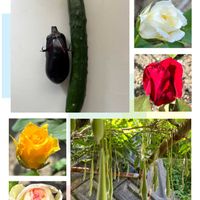 キュウリ,ナス,バラ,フジマメ,家庭菜園の画像