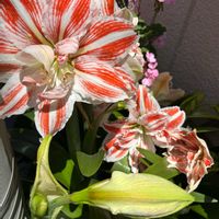 アマリリス,季節の花,しましま,富山支部の画像