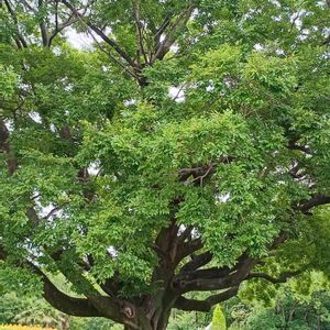 エノキ,大阪市立長居植物園,Juneの会,木曜日は木,世界の平和を祈るの画像
