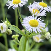 ツユクサ,ツユクサ,ヒメジョオン,ヒメジョオン,お庭の草花の画像