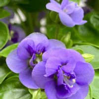 紫色の花,#ガーデニング,エクステリアの画像