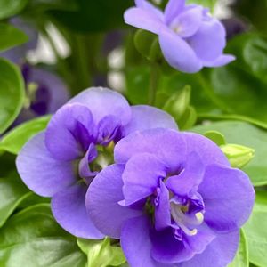 紫色の花,#ガーデニング,エクステリアの画像