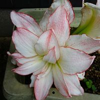 アマリリス,ルリマツリ,八重咲きアマリリス,今日のお花,我が家のお花たちの画像