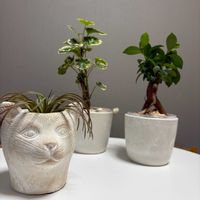 ガジュマル,観葉植物,ネコ好きの画像