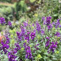 アンゲロニア,ありがとう♡,感謝♡,今日も笑顔で♡,お花に癒されての画像