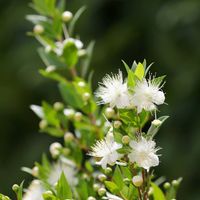 ギンバイカ,ギンバイカ(マートル),白い花,マートル,木曜は木の花の画像