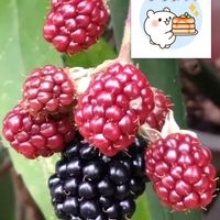 ブラックベリー,プランター栽培,庭からの恵み,あっ木曜日,ブラックベリーの栽培の画像
