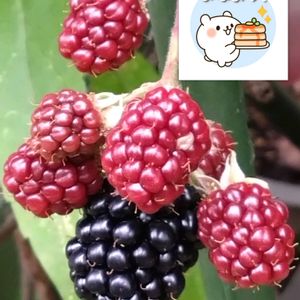 ブラックベリー,プランター栽培,庭からの恵み,あっ木曜日,ブラックベリーの栽培の画像