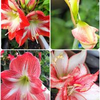 アジサイ,アマリリス,インパチェンス,サンパチェンス,ミニバラの画像