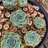 七福神,多肉植物,エケベリア属,花のある暮らし,緑のある暮らしの画像
