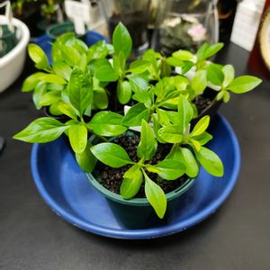 フォークイエリア・フォルモサ,観葉植物,塊根植物,実生,観葉植物を楽しむの画像