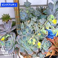 ピンクプリティ,エケベリア属,多肉棚,植物男子ベランダー,エケベリア好きの画像