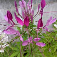 クレオメ,種まき,お花のある暮らし,小さな庭の画像