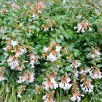 アベリア,オシロイバナ（白粉花）,かわいい花,お出かけ先の画像