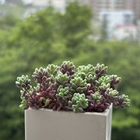 オーロラ,虹の玉,パープルヘイズ,エケベリア プロリフィカ,多肉植物のある暮らしの画像