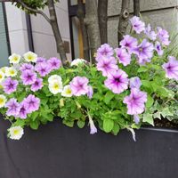 ペチュニア,オリヅルラン,アイビー（ヘデラ）,寄せ植え,かわいい花の画像