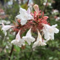 アベリア,ガーデニング,庭木,花木,花のある暮らしの画像