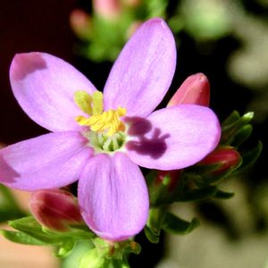 ベニバナセンブリ,花言葉,山野草,花のある暮らし,2年草の画像