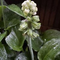 パイナップルリリー,パイナップルリリー,ドリミオプシスマクラータ,ドリミオプシスマクラータ,花のある暮らしの画像