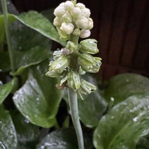 パイナップルリリー,パイナップルリリー,ドリミオプシスマクラータ,ドリミオプシスマクラータ,花のある暮らしの画像