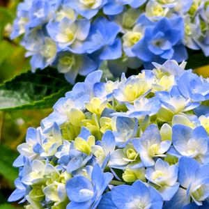 紫陽花,我が家の庭,癒し,シェードガーデン,梅雨の画像