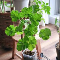 ゼラニウム,ハーブ,観葉植物,室内組の画像