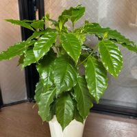 コーヒーの木,観葉植物,出窓,グリーンのある暮らしの画像
