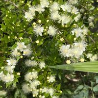 アセビ,白い花,斑入り。,斑入り好き♡,木曜日は木の画像