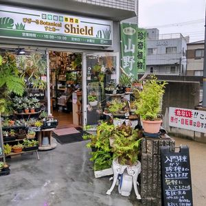 多肉植物,ウラボシ科,ビカクシダ属,食中植物,塊根の画像
