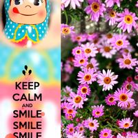 ボンザマーガレット,ボンザマーガレット　コスモスピンク,シクラメン　プティムーラン,ピンクの花,花が好きの画像