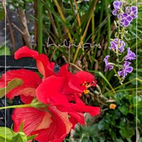 カランコエ,デュランタ,ハイビスカス,ガーデニング,花のある暮らしの画像