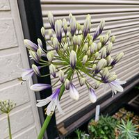 アガパンサス　ファイヤーワークス,鉢植え,明るい日陰,プランター,ガーデニング初心者の画像