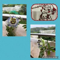 トケイソウ,トケイソウ,咲きました,神秘的,地震お見舞い申し上げますの画像