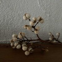 ナンキンハゼの画像
