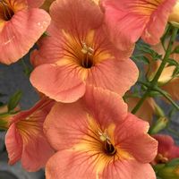 ノウゼンカズラ,地植え,花のある暮らし,綺麗,綺麗な色の画像