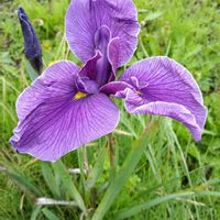 花菖蒲,家で咲いている花の画像