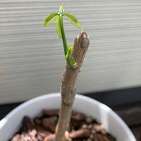 パキラ,パキラ,成長記録,花のある暮らし,切り戻しの画像