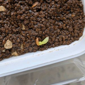 エケベリア ラウイ,エケベリア属,実生,多肉初心者,多肉植物とサボテンの画像