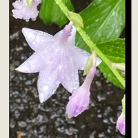 カンパニュラ,ハイビスカス,乙女心,擬宝珠,雨粒の画像