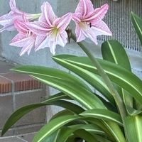 アマリリス,アマリリス,アマリリス,アマクリナム,アマリネの画像