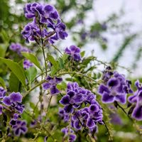 アマリリス,デュランタ,キョウチクトウ,お花,今日のお花の画像