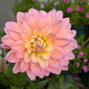 ダリア,鉢植え,軒下の画像
