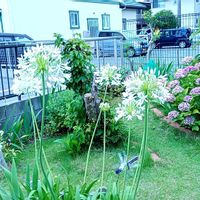 アガパンサス,アガパンサス,アジサイ,アジサイ,オシロイバナの画像