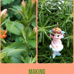 セダム,ナデシコ,ガンピセンノウ,多肉植物,花言葉の画像
