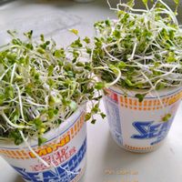 ブロッコリースプラウト,信じる者は救われる！の画像